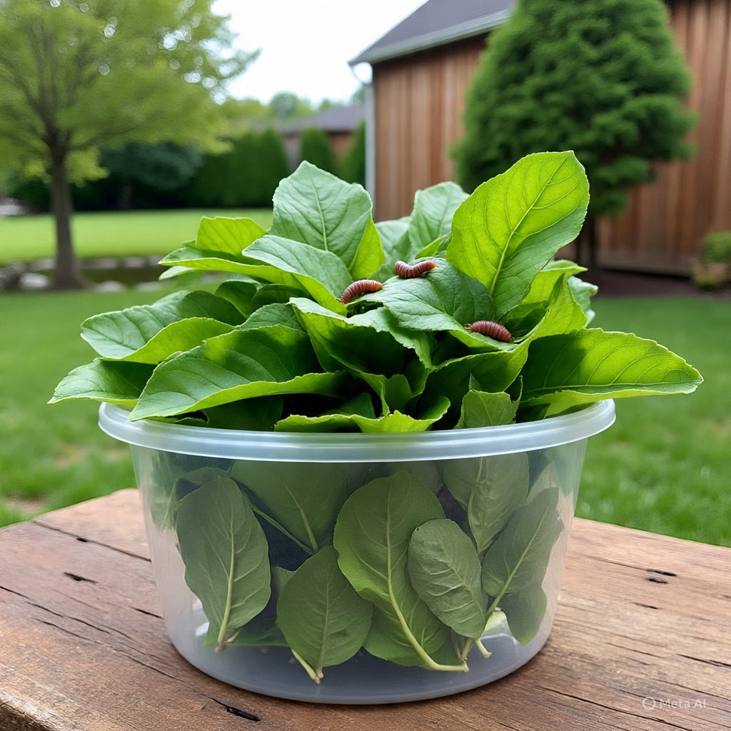 $6 Qrt   Red Wiggler Super Food: Herb Plants  Dried- Fresh Plantain Leaves