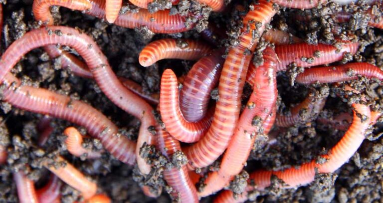cannabis plant need worm casting and red wiggler worms for better flower production, buy now red wiggler worm casting and see results in two days,  where to buy organic worms near me, best gardening worms, vermicompost,  WORM CASTING FAST EASY  8 LBS OR 25 LBS
