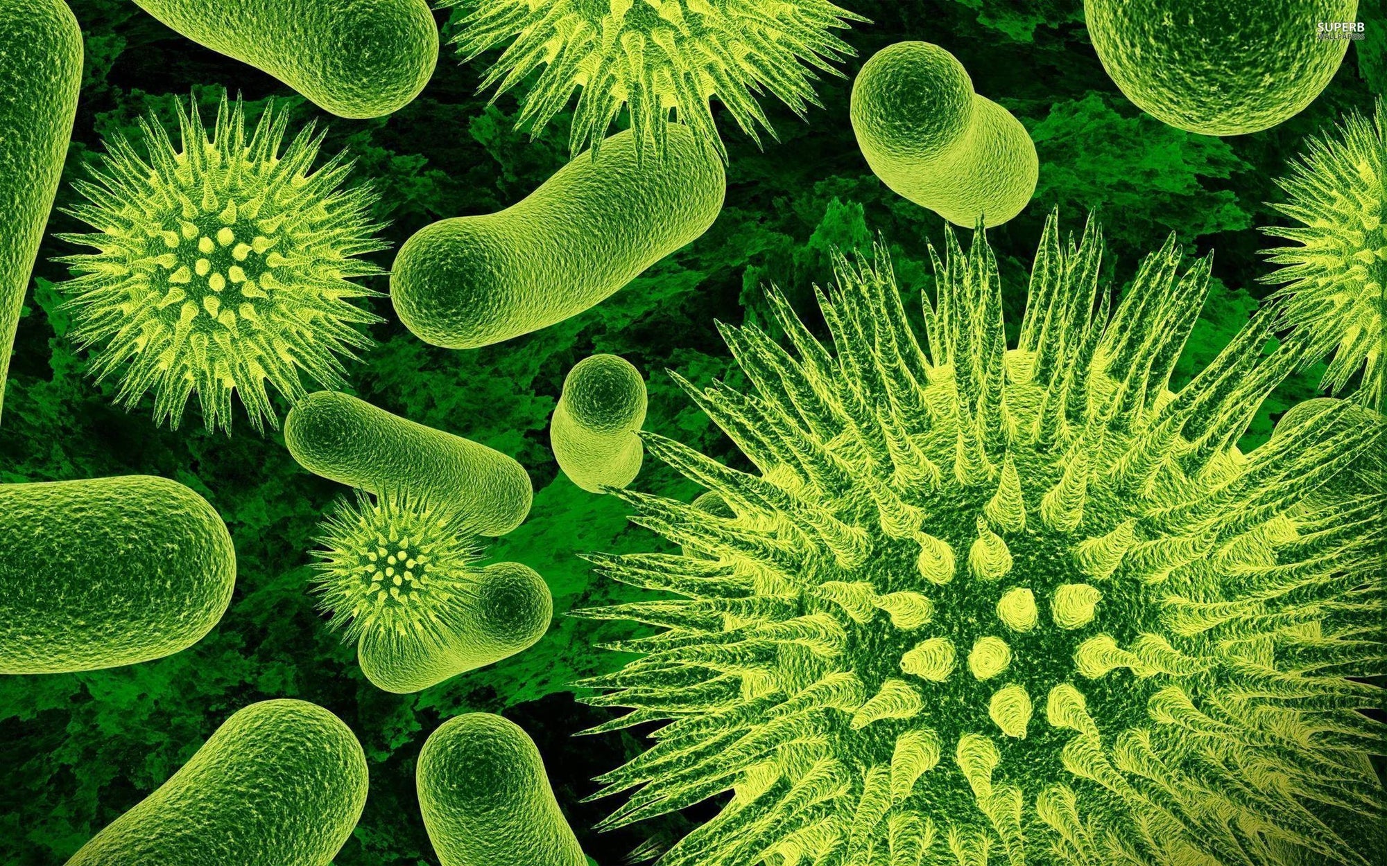 Worm casting are loaded with Bactria and fungi. The are need to break down the nutrients in the soil to a slurry that plants can ingest. After all cannabis and garden plants do not use "forks and knives".  Put worm casting in your garden soil and see the difference  in 2 day/.