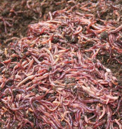 red wiggle vermicomposting worms, where to buy organic worms, Why put worms in your garden? Worms break down the nutrients in the soil so the plants can up take them. Plants don't use knives or forks. So need worms to break it down, vermicompost, buy near me, organic worms,  red wiggler ideal for indoor or outdoor worm farms